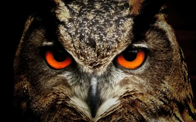 Owl Symbolism: Discovering Hidden Wisdom in the Dark